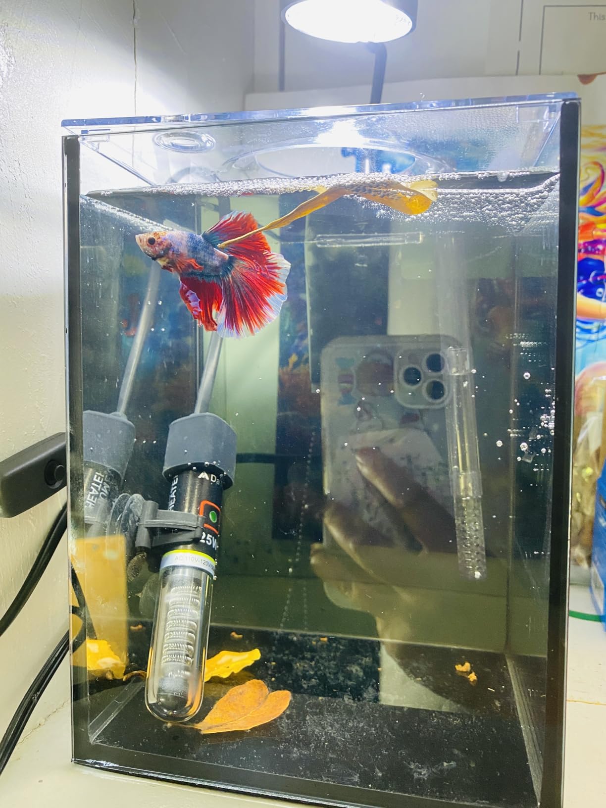 10 Gallon Fish Tank Set Glass Dark Background Aquarium Kit Starter Set customer photo 2